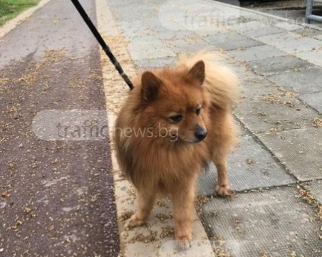 Арчи вече си е у дома, но стопанката му си го прибра, без дори едно благодаря СНИМКИ