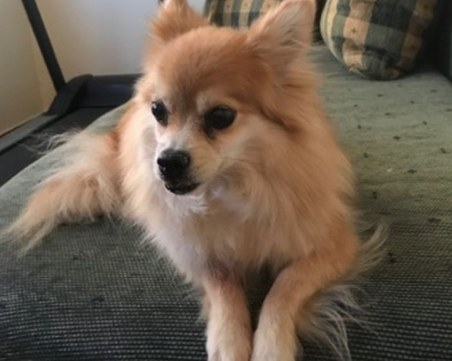 Намериха този загубен сладур в Кючука, познава ли го някой? СНИМКИ