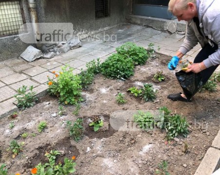 Внимание! Наръсиха градинка с отрова за кучета СНИМКИ