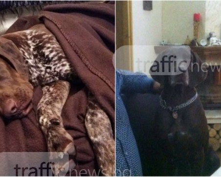 Две ловни кучета се изгубиха край хижа Здравец! Собствениците предлагат възнаграждение СНИМКИ