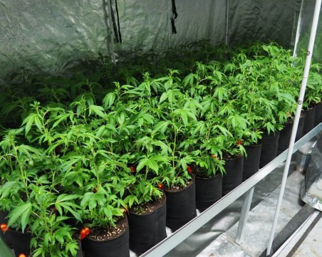 Хванаха двама студенти да отглеждат канабис в общежитие в Пловдив