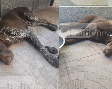 След материал на Trafficnews: Двете ловни кучета вече са при стопаните си ОБНОВЕНА