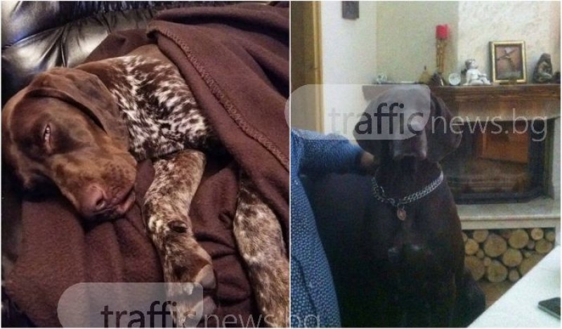 Две ловни кучета се изгубиха край хижа Здравец! Собствениците предлагат възнаграждение СНИМКИ