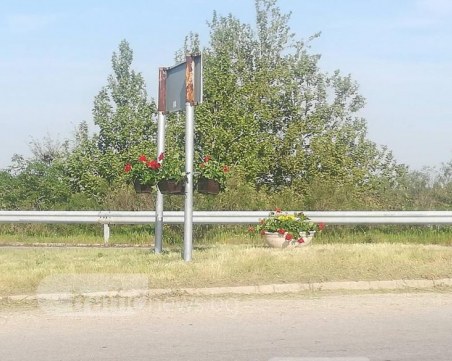 Табели по магистралата цъфнаха! Мистериозен любител на цветята ги украси СНИМКИ