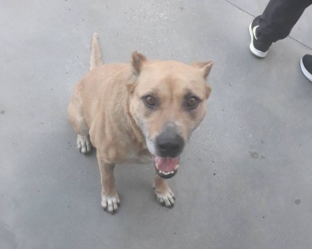 Изгубено куче се кротна на автомивка в Кючука. Познава ли го някой? СНИМКИ