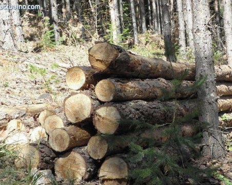50-годишен работник почина, затиснало го дърво по време на сеч