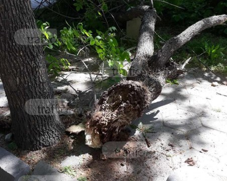 Част от дърво се стовари на метри от пешеходци  в центъра на Пловдив СНИМКИ