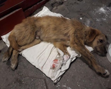 Жена блъсна куче в Асеновград и... си отиде, без да слезе от колата