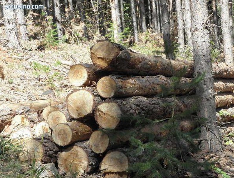 50-годишен работник почина, затиснало го дърво по време на сеч
