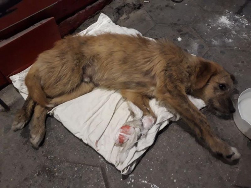Жена блъсна куче в Асеновград и... си отиде, без да слезе от колата
