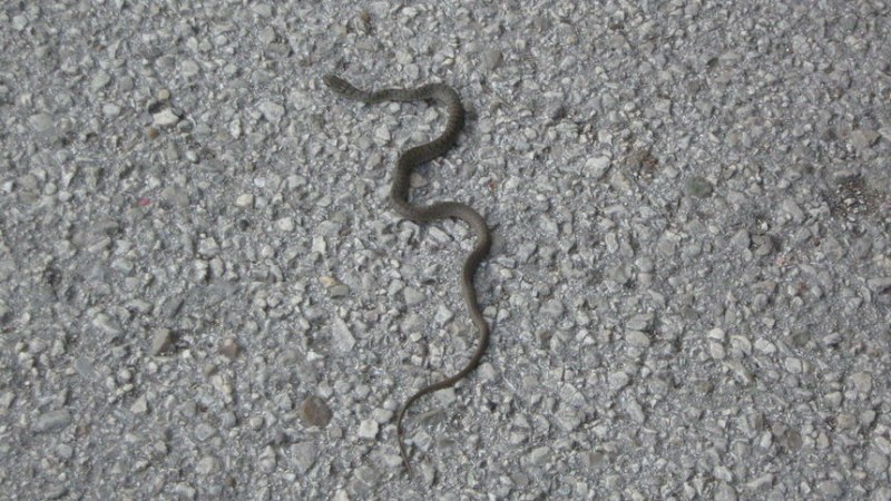 Змия се намърда под капака на кола, уплаши собствениците