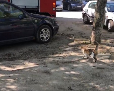 Котка прекара 5 дни заклещена между два гаража, спаси я добра пловдивчанка ВИДЕО и СНИМКИ