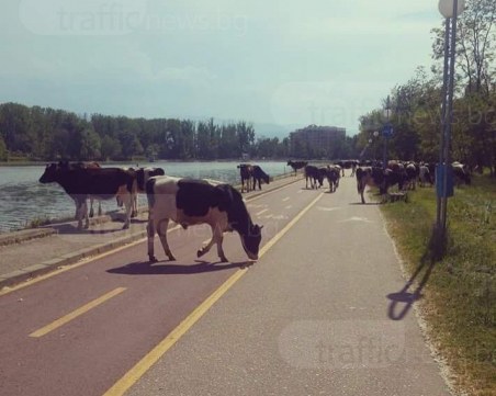 На Гребната като в Индия! Никой не закача свещените крави