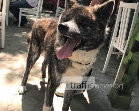 Породисто куче се скита само на Бунарджика! Познавате ли собствениците?