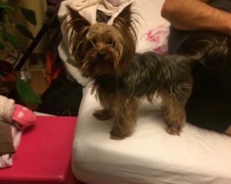 Това йорки се загуби в центъра на Пловдив, виждали ли сте го? СНИМКА