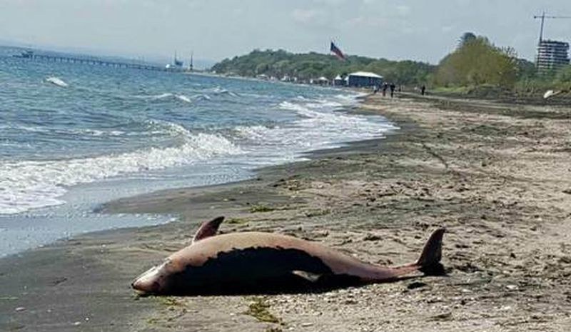 Делфинче бе изхвърлено от морето, имало наранявания СНИМКИ