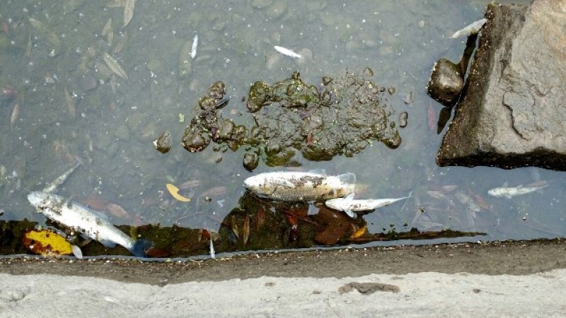 Сигнал за мъртва риба в канал край Пловдив, РИОСВ проверяват цех за пластмаса