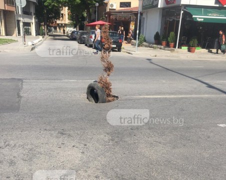 Дърво поникна от дупка в Кършияка! Пловдивчани се чудят как да обезопасят голяма ямата СНИМКА