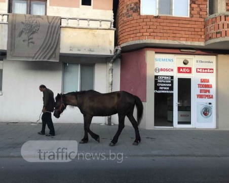 Културен кон се разходи по тротоар на културната столица Пловдив СНИМКИ