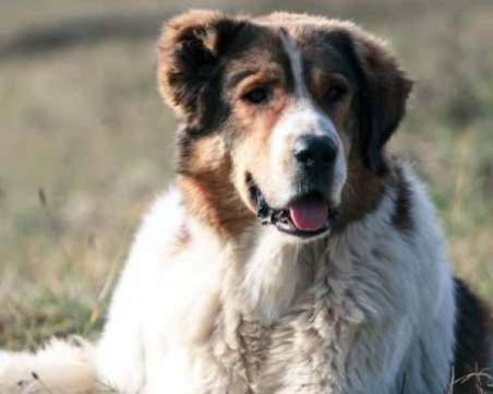 Мъж уби куче край Асеновград, закопчаха го