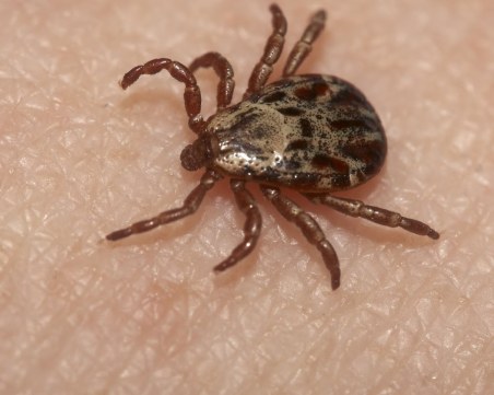 Около вас бъка от кърлежи? Използвайте този хитър трик!