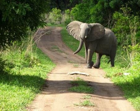 Пловдивчанка се разхожда с двестагодишни костенурки и плува с хипопотами в Танзания и Занзибар СНИМКИ