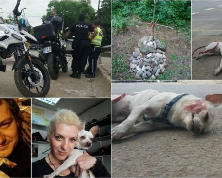 Полицай на мотор прегази куче в центъра на столицата! Дори не спрял да провери какво се е случило СНИМКИ