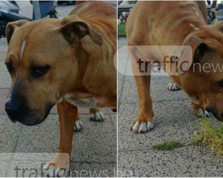 Този красив питбул си търси дом! Кой го иска? СНИМКИ