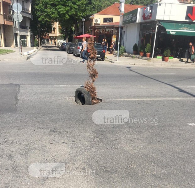 Дърво поникна от дупка в Кършияка! Пловдивчани се чудят как да обезопасят голяма ямата СНИМКА