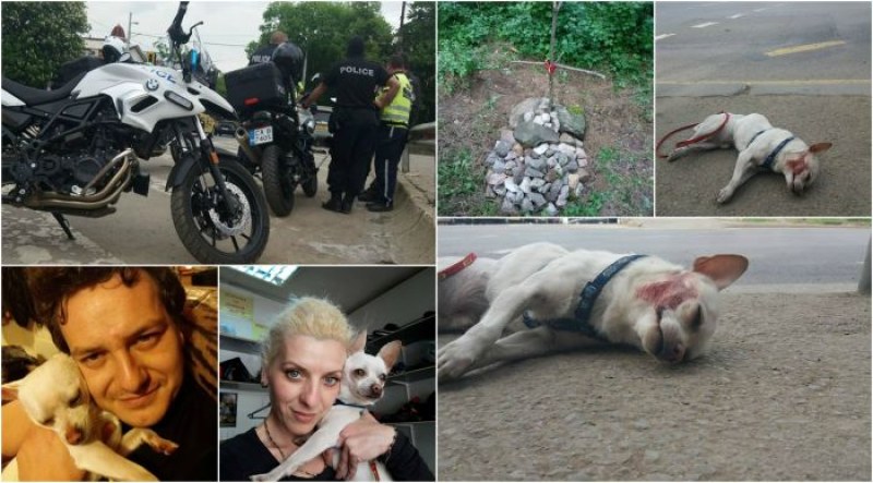 Полицай на мотор прегази куче в центъра на столицата! Дори не спрял да провери какво се е случило СНИМКИ