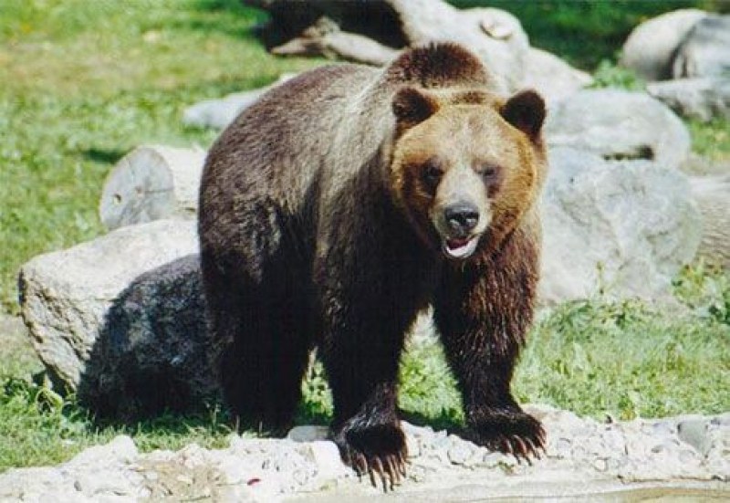 Туристи изтръпнаха от среща с мечка в горите на Стара планина