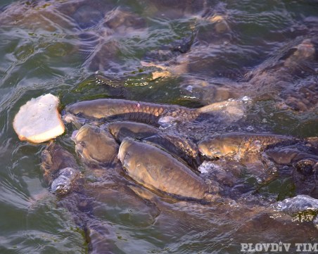Лакоми шарани се сбиха на Гребната, рибари плачат СНИМКИ