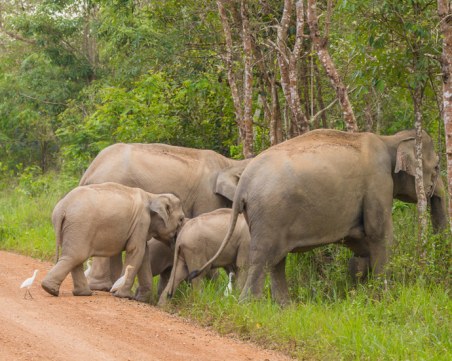 12 души загинаха, след като слонове прегазиха бежански лагер