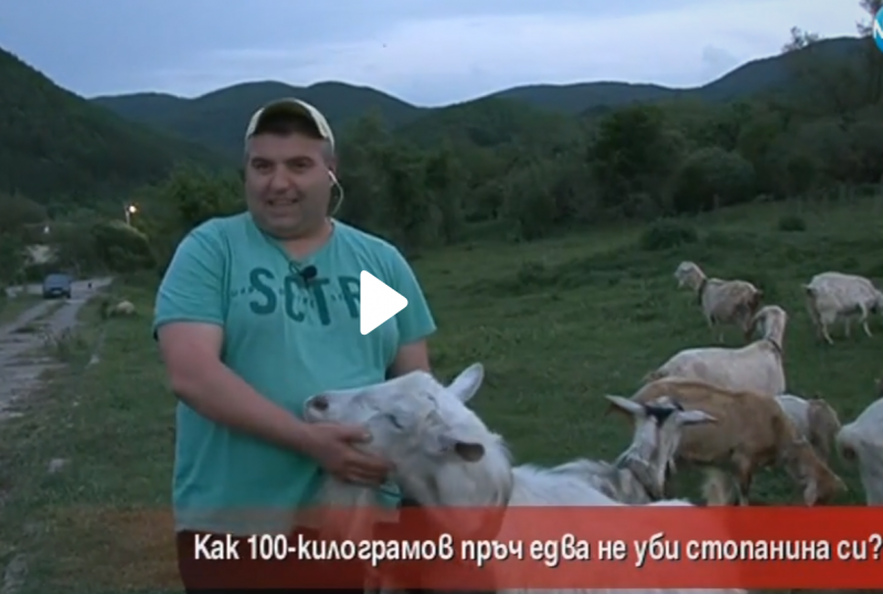 100-килограмов пръч опита да убие стопанина си, ще го правят на пастърма ВИДЕО