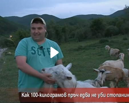 100-килограмов пръч опита да убие стопанина си, ще го правят на пастърма ВИДЕО