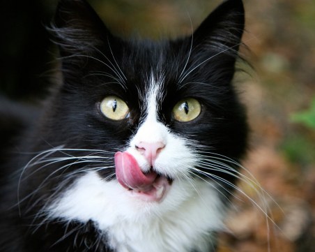 Италианка завеща 1,5 млн. евро на... котарака си