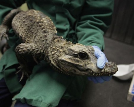 Нелегален внос на крокодили! Натъпкаха 10 в отделение на самолет за 4