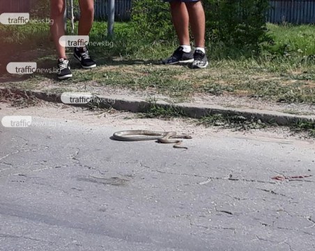 Змии плъзнаха в Пловдивско СНИМКА