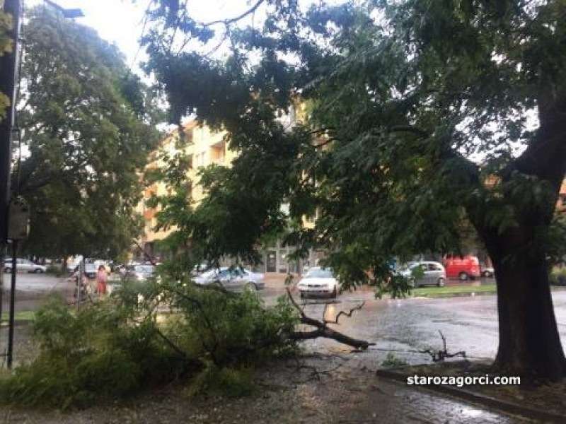 Силен дъжд над Стара Загора! Буря събори дървета, има щети ВИДЕО