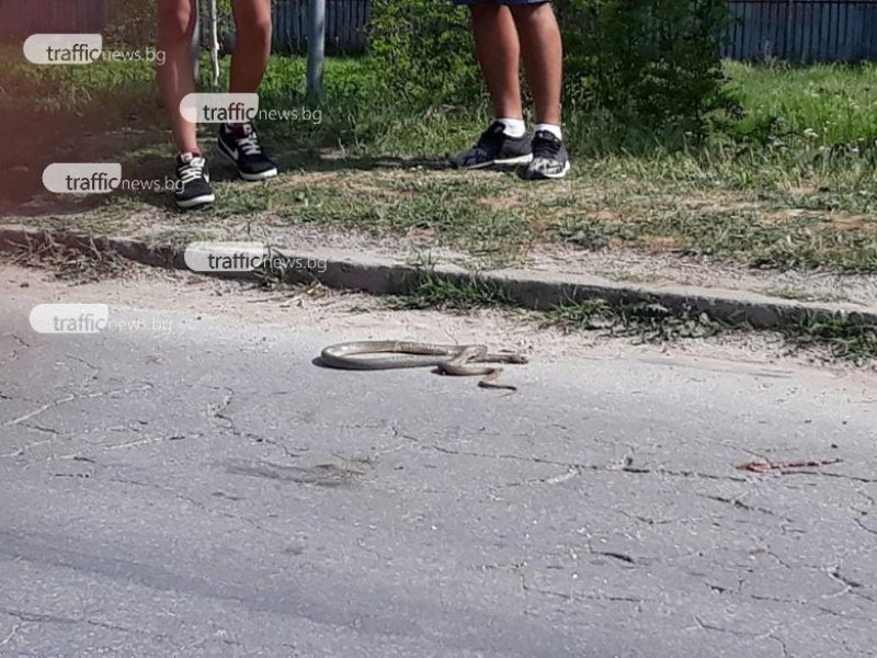 Змии плъзнаха в Пловдивско СНИМКА