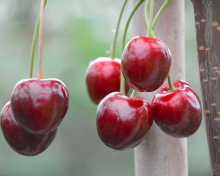 Богата реколта от череши очакват край Пловдив, цените обаче вероятно ще са двойни