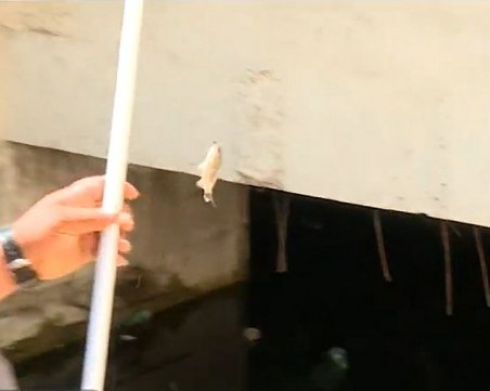 Да ловиш риба в пешеходен подлез! Поредният БГ абсурд ВИДЕО