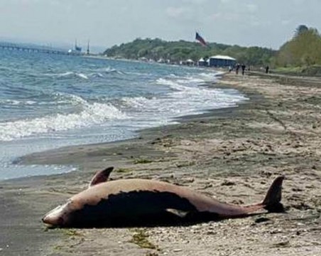 Два мъртви делфина изплуваха на бургаския плаж