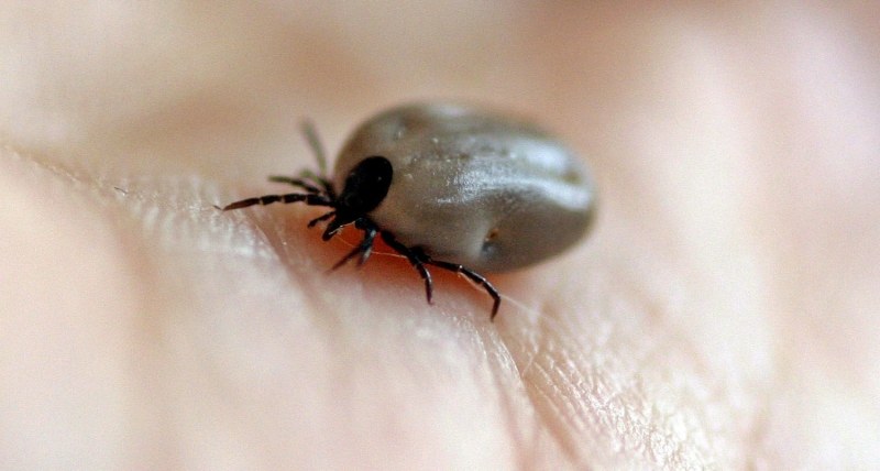 Първа жертва на кърлежите: Жена почина от марсилска треска