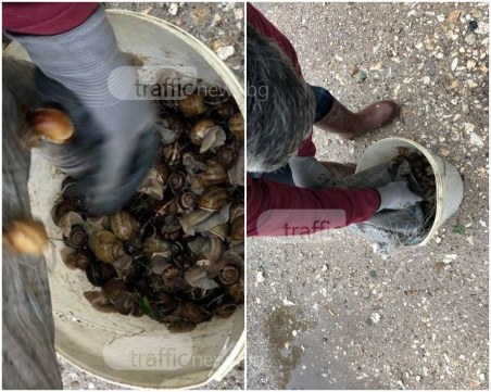 Пловдивчани берат охлюви на поразия, очакват ги солени глоби СНИМКИ