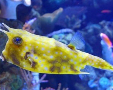 100 непознати морски вида бяха открити в “Зоната на здрача“