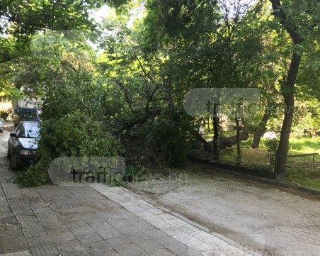 Огромно дърво се стовари върху кола в Пловдив! По чудо не удари минувачи СНИМКИ