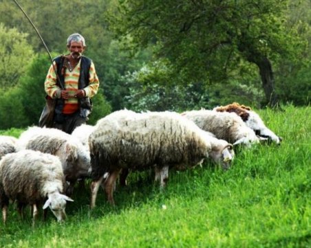 Внасяме овчари от екзотични държави, нашите не искали да работят за 1500 лева