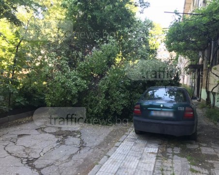 Близо два часа  пловдивчани останаха в капан заради падналото дърво СНИМКИ