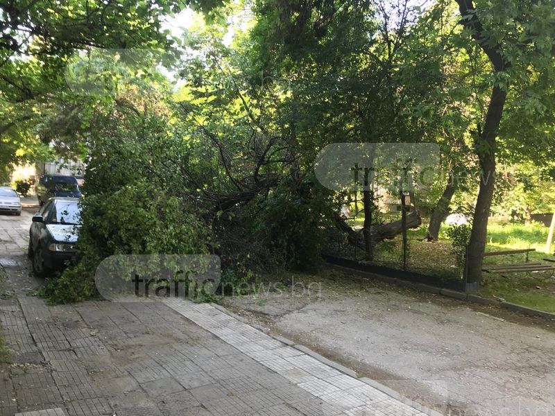 Огромно дърво се стовари върху кола в Пловдив! По чудо не удари минувачи СНИМКИ